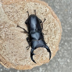 R7⑤国産オオクワガタ♂単55mmの画像