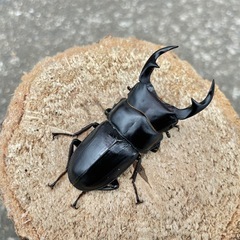 R7⑤国産オオクワガタ♂単55mmの画像