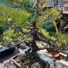 盆栽　黒松
