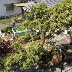 杜松の中古が安い!激安で譲ります・無料であげます|ジモティー 杜松の中古が安い!激安で譲ります・無料であげます|ジモティー
