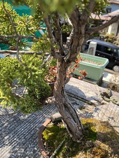 盆栽　杜松