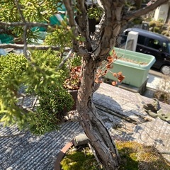 盆栽　杜松の画像