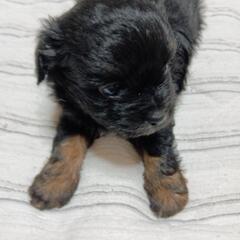 トイプードル✖️チワワMIXちゃん❤️ご予約受付中です🐕 ͗ ͗