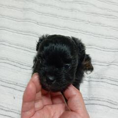 トイプードル✖️チワワMIXちゃん❤️ご予約受付中です🐕 ͗ ͗