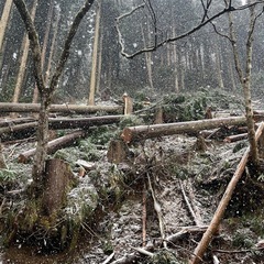 北陸　庭木・山林　伐採しますの画像