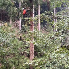 北陸　庭木・山林　伐採しますの画像