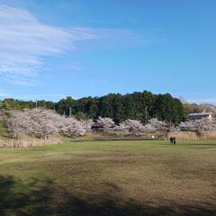 お花見にいきましょう！Let's see the Cherry blossoms togethe!  − 茨城県