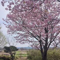 お花見にいきましょう！Let's see the Cherry blossoms togethe!  - つくば市