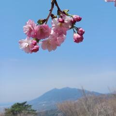 お花見にいきましょう！Let's see the Cherry blossoms togethe!  - 友達