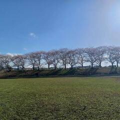 お花見にいきましょう！Let's see the Cherry blossoms togethe!  - メンバー募集