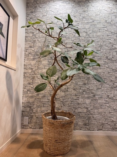 【曲がりインテリア】フィカス