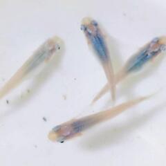 深海メダカの卵
