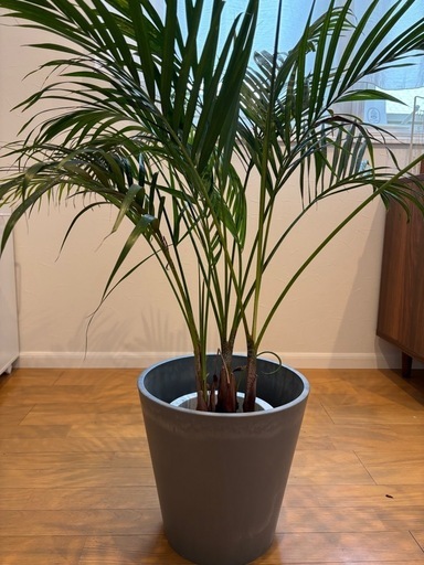 【観葉植物】鉢付き