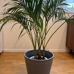 【観葉植物】鉢付き