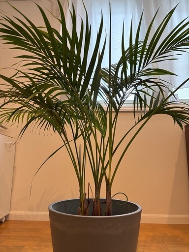 【観葉植物】鉢付き