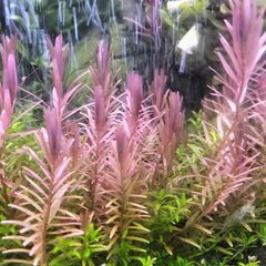 赤い水草ロタラの画像