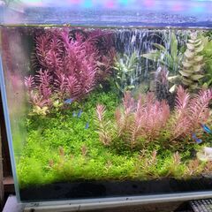 赤い水草ロタラの画像