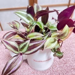 観葉植物　トラディスカンティア　水差し苗