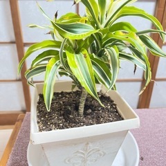 観葉植物　ドラセナ　レフレクサの画像