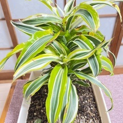 観葉植物　ドラセナ　レフレクサ