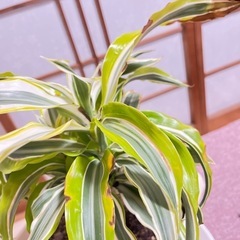 観葉植物　ドラセナ　レフレクサの画像