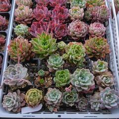 〈売ります多肉植物〉エケベリア等1つでの画像