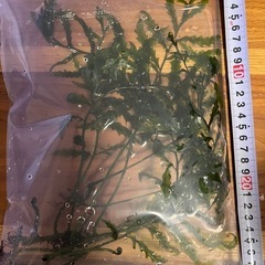 ボルビティスの中古が安い！激安で譲ります・無料であげます