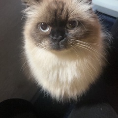 ヒマラヤン 猫の里親募集 無料であげます・譲ります|ジモティー ヒマラヤン 猫の里親募集 無料であげます・譲ります|ジモティー