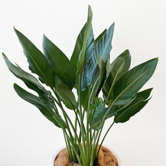 観葉植物 ストレリチア レギネの画像