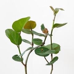 観葉植物 シーグレープの画像