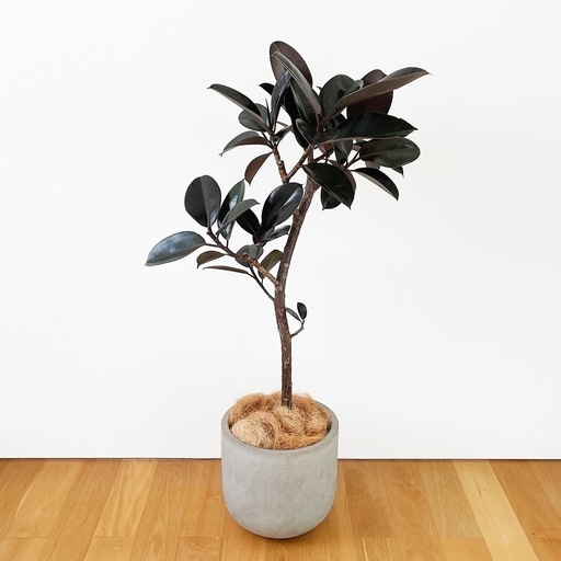 観葉植物 フィカス バーガンディ