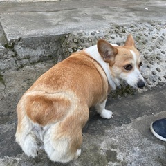 犬•猫•動物を触りたい、散歩したい