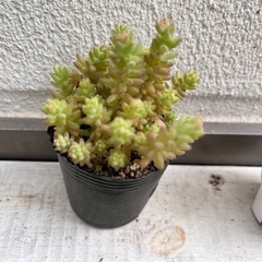 多肉植物セダム　ミルキーウェイ