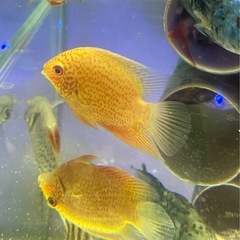 レッドスポットゴールデン・セベラム　熱帯魚　水槽
の画像