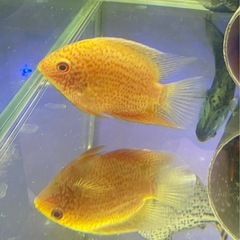 レッドスポットゴールデン・セベラム　熱帯魚　水槽
の画像