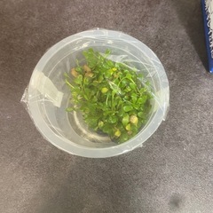 ADAの グロッソスティグマの画像