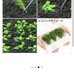 ADAの グロッソスティグマの画像