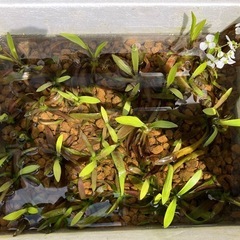 【水草】ナガバオモダカ③  1株　100円