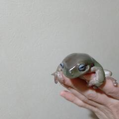 イエアメガエル