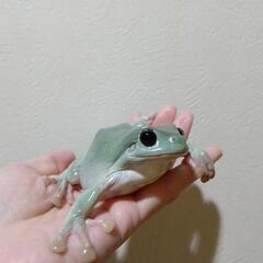 イエアメガエルの画像