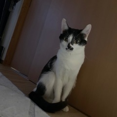 〘急募〙雑種猫の女の子