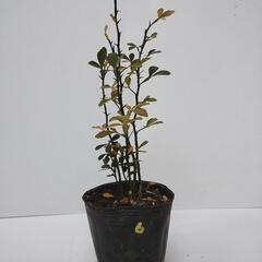 カラタチ苗【レモンや柚子、みかん等の接木台木】1鉢