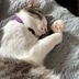 ランキングキーワードに紐づく投稿画像-子猫