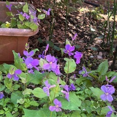 ★ 大岡山 ★ ムラサキハナナの開花苗 ★ 3株入り鉢付 ★ オ...