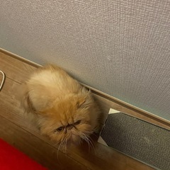 エキゾチックロングヘア茶
