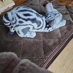 新品　REAL CAT リアルな猫のぬいぐるみ　タグ付きの画像