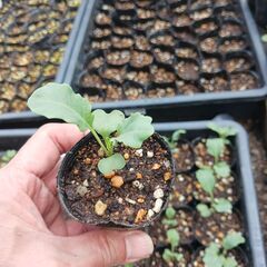 野菜の苗 (白菜、ｷｬﾍﾞﾂ、ﾌﾞﾛｯｺﾘｰ他）の苗を買ってくだ...