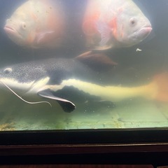 レッドテールキャット　　熱帯魚