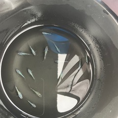 サファイアめだか
の画像