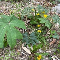 大きい葉の植物